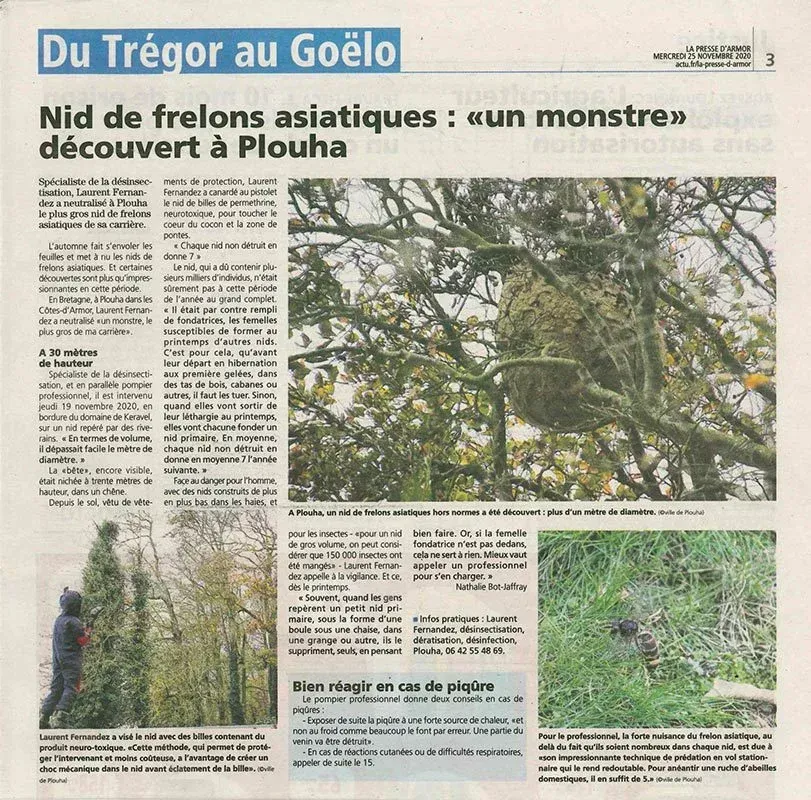 Les frelons asiatiques : des monstres jaunes repérés à Plouha